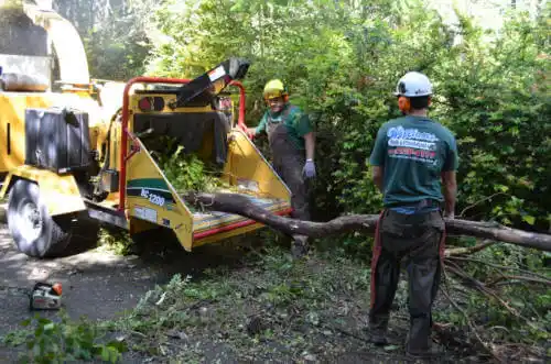 tree services Murfreesboro